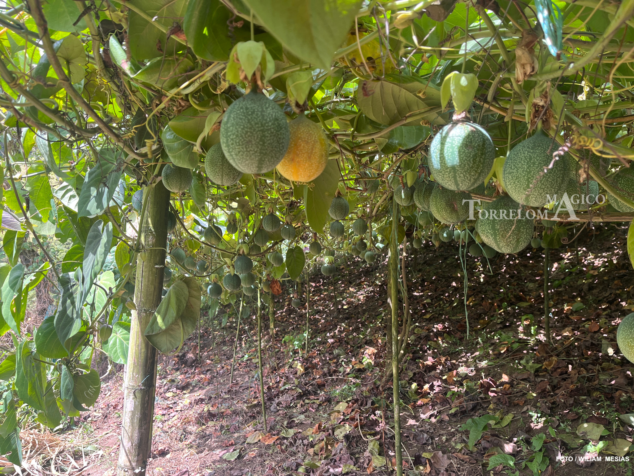 Cultivo de granadilla bajo emparrado con numerosos frutos verdes y maduros colgando de las enredaderas en Torreloma