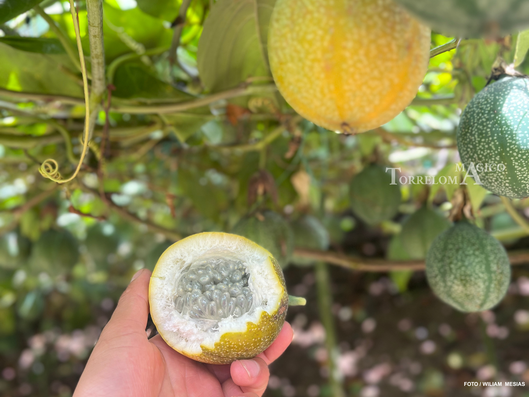 Mano sosteniendo una granadilla abierta mostrando la pulpa y las semillas jugosas en el cultivo de Torreloma