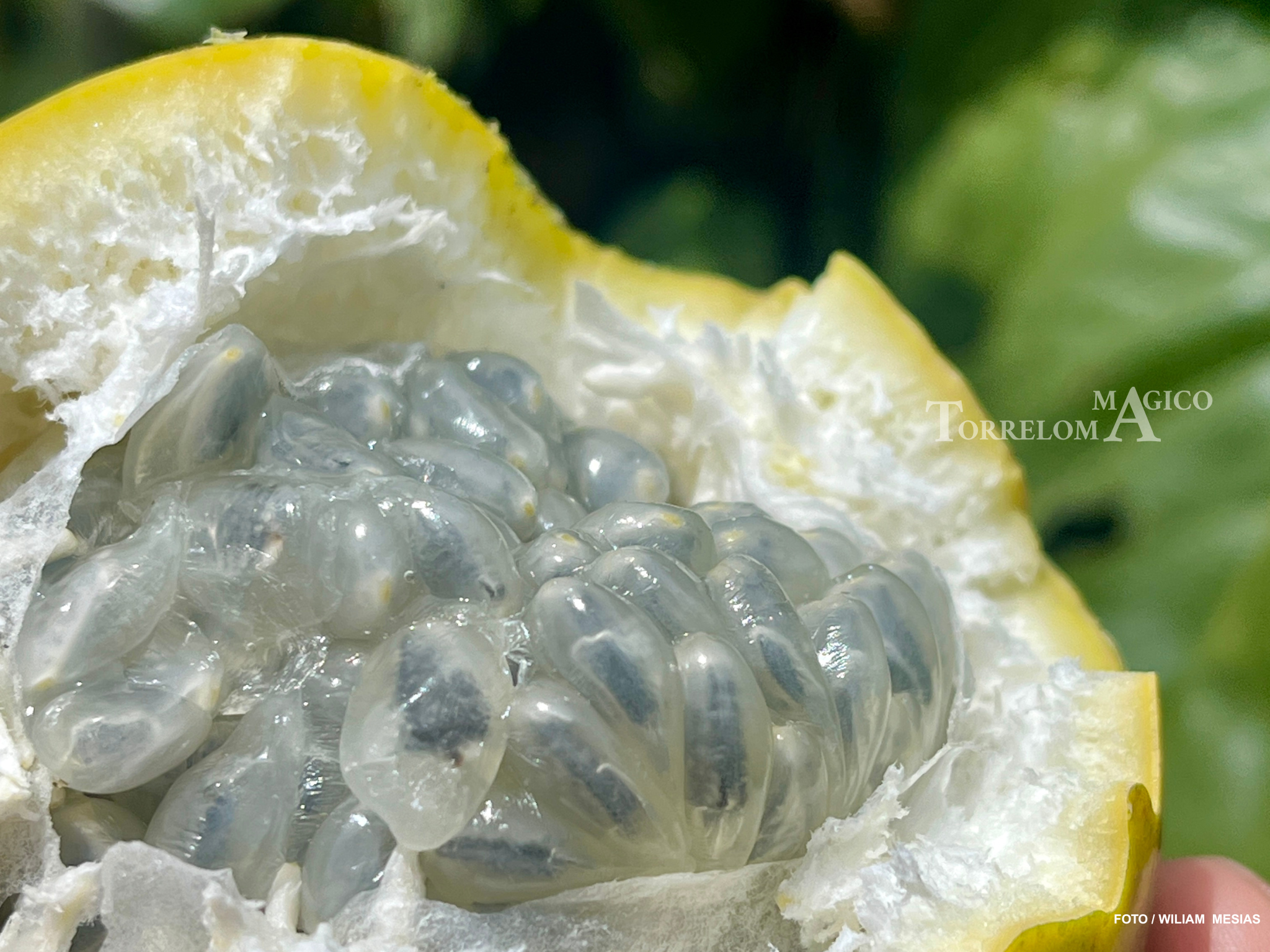 Acercamiento detallado a las semillas translúcidas y la pulpa jugosa de una granadilla recién abierta