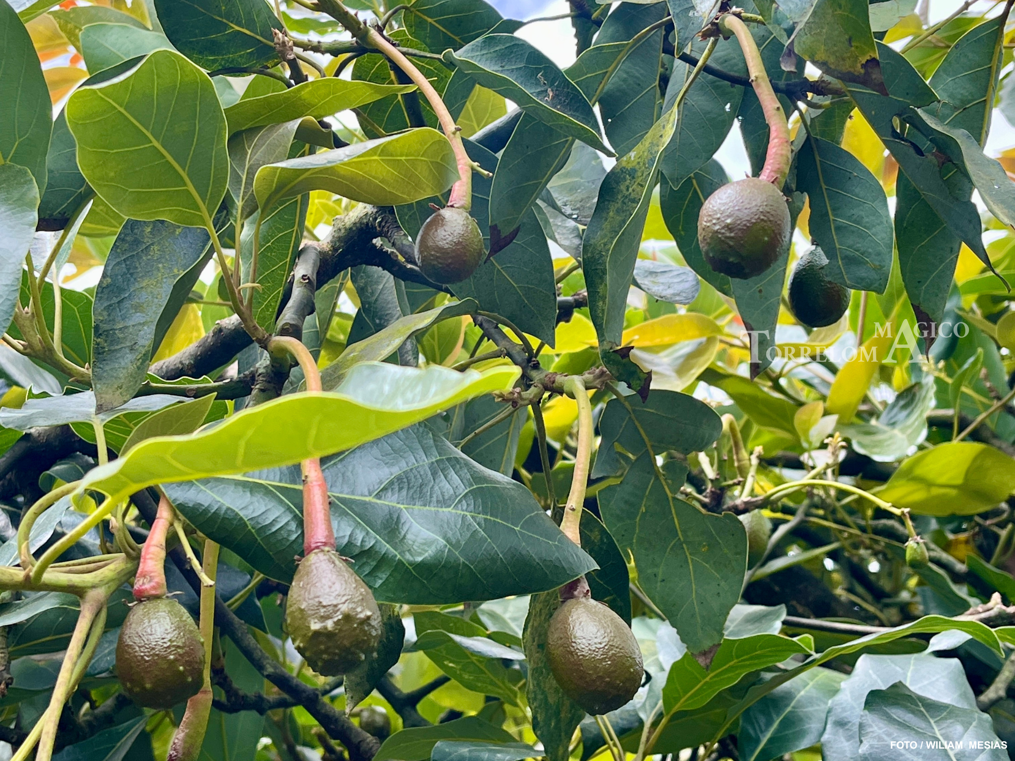 Primer plano de varios aguacates en crecimiento colgando de ramas con hojas verdes brillantes en Torreloma