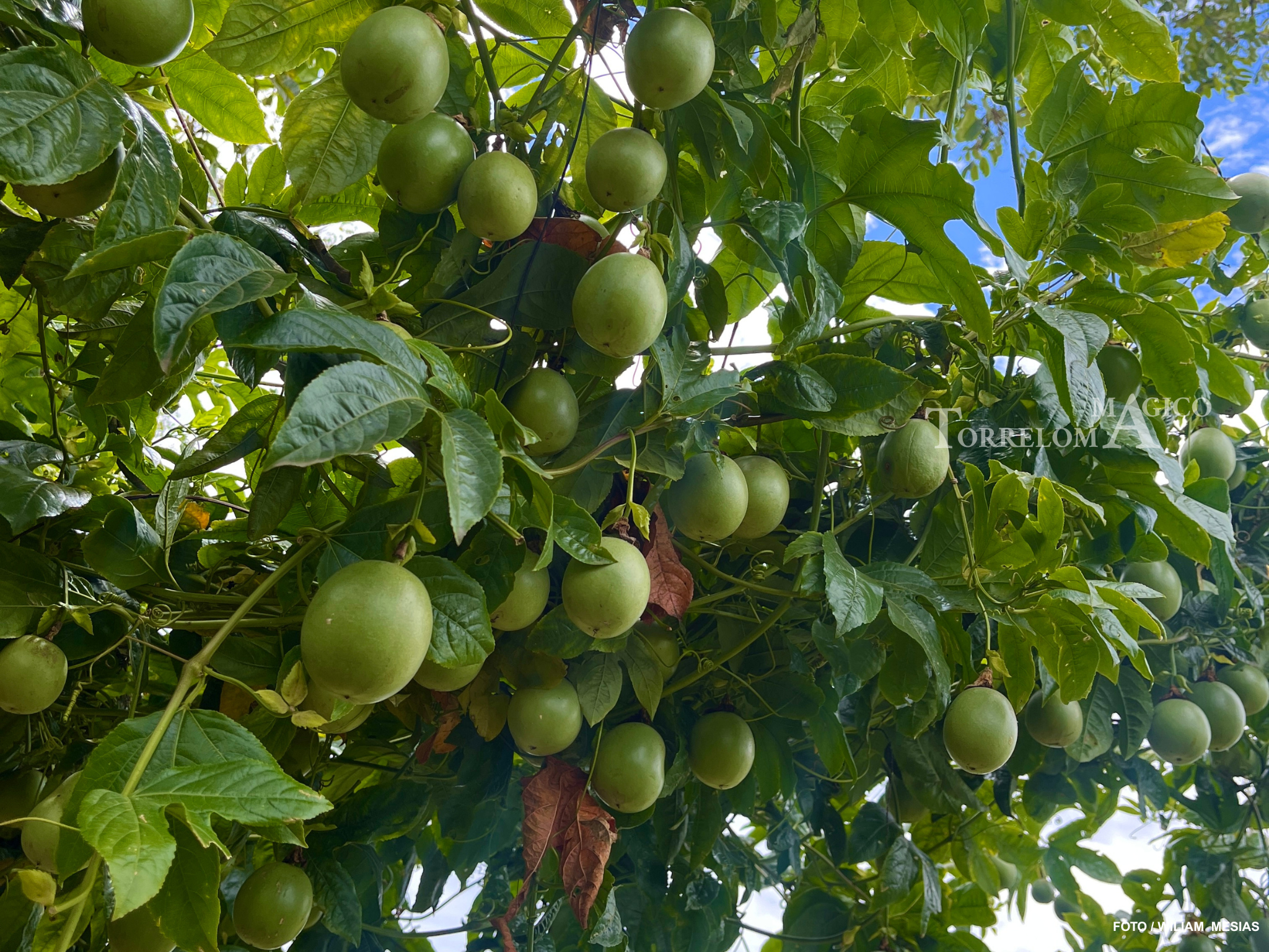 Abundantes frutos de maracuyá morada en desarrollo colgando de enredaderas con follaje verde denso