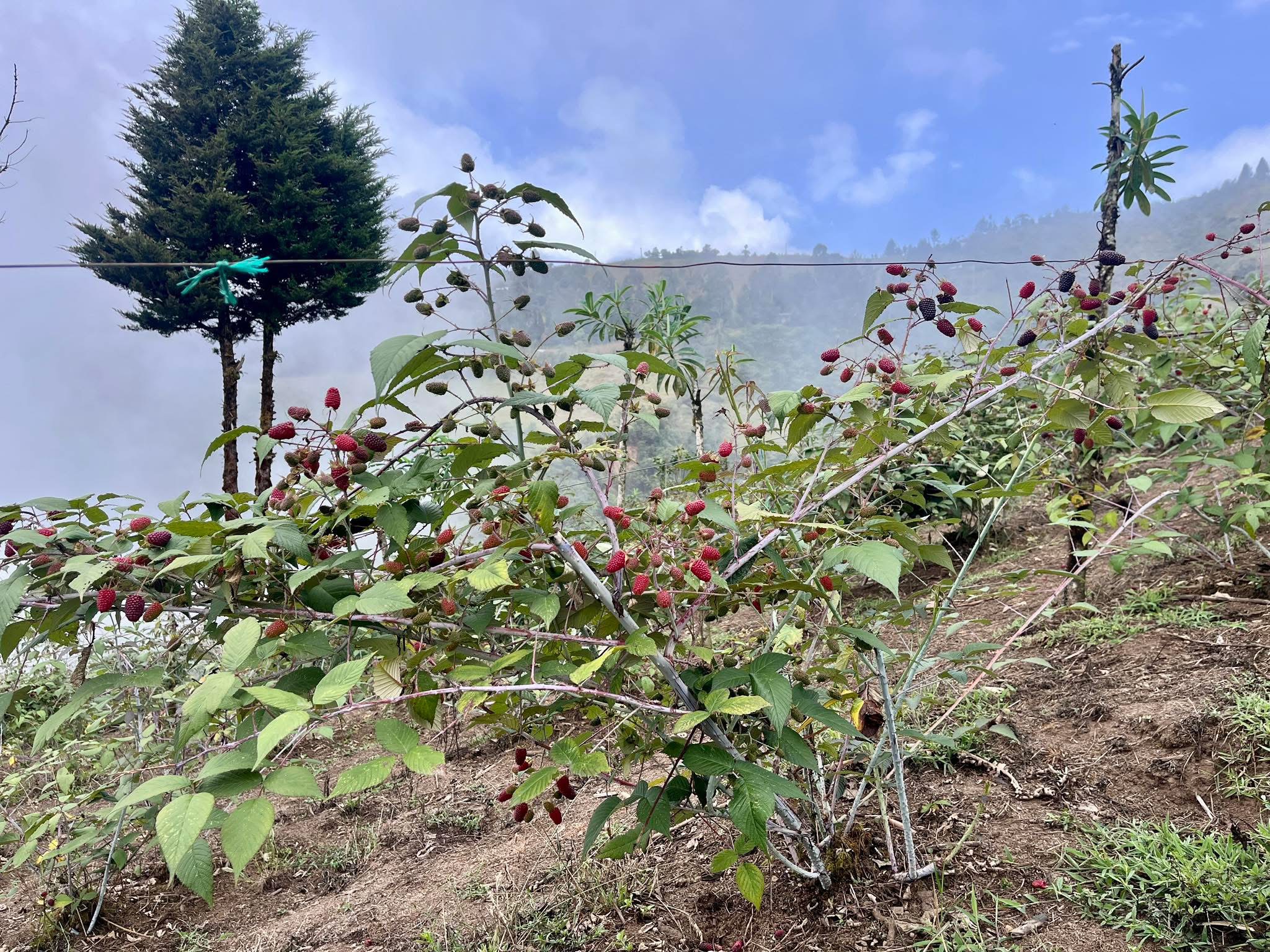 Cultivo de Mora Colombiana perenne y resistente al invierno en Torreloma , mostrando los arbustos con muchas espinas y frutos madurando.