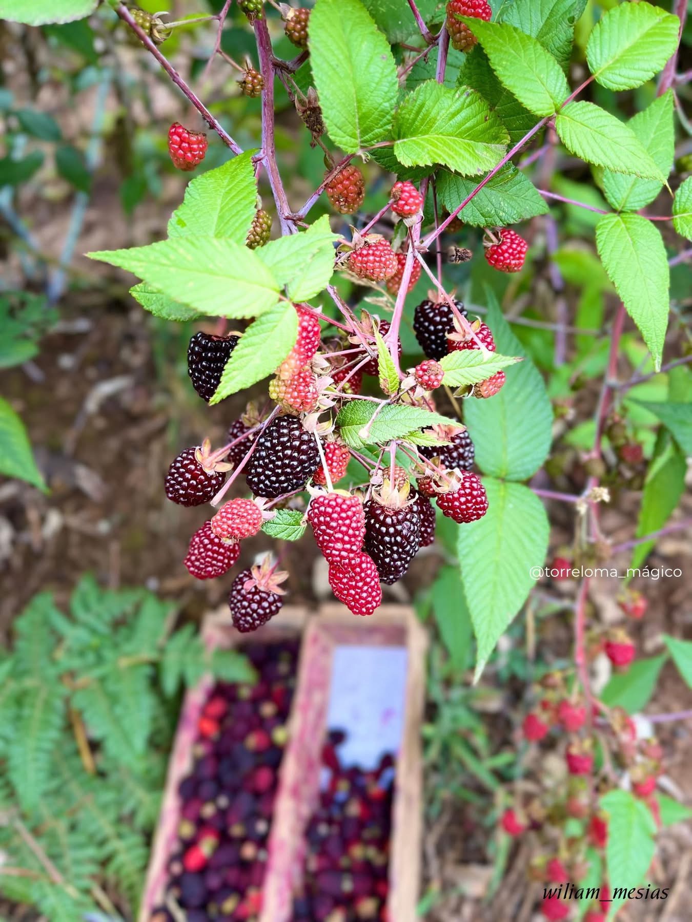Racimo de mora colombiana sin espinas mostrando alta fructificación con frutos rojos y negros en la planta