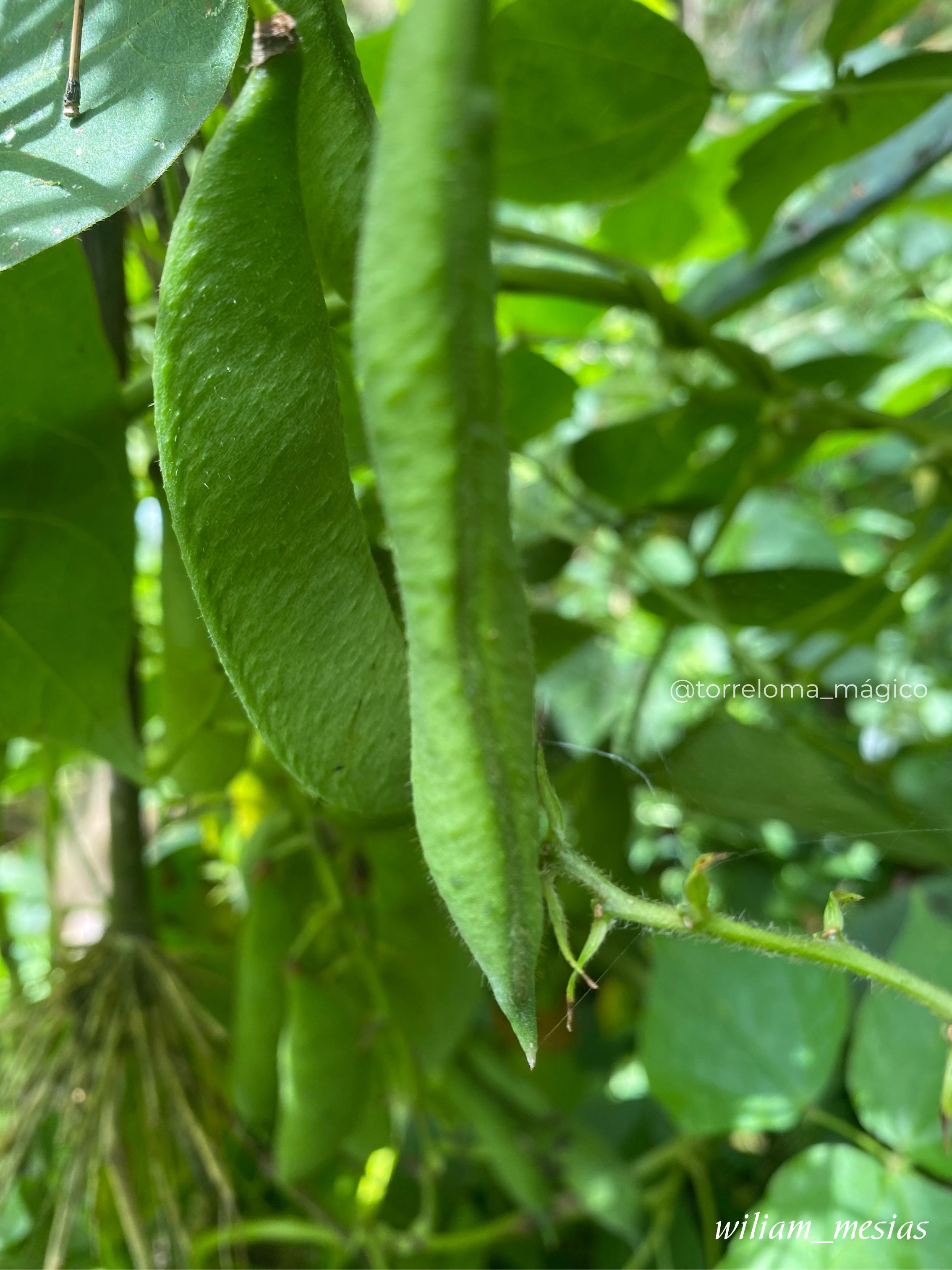 Vainas verdes de fríjol colombiano creciendo en la planta en los campos de Torreloma
