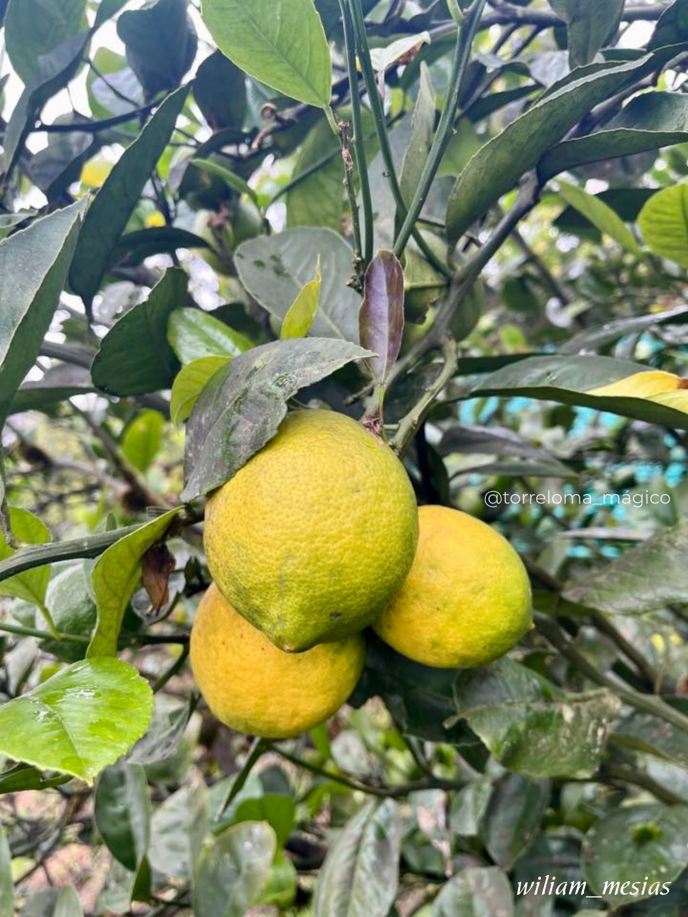 Rama de limonero con tres limones amarillos y maduros colgando en los campos de Torreloma