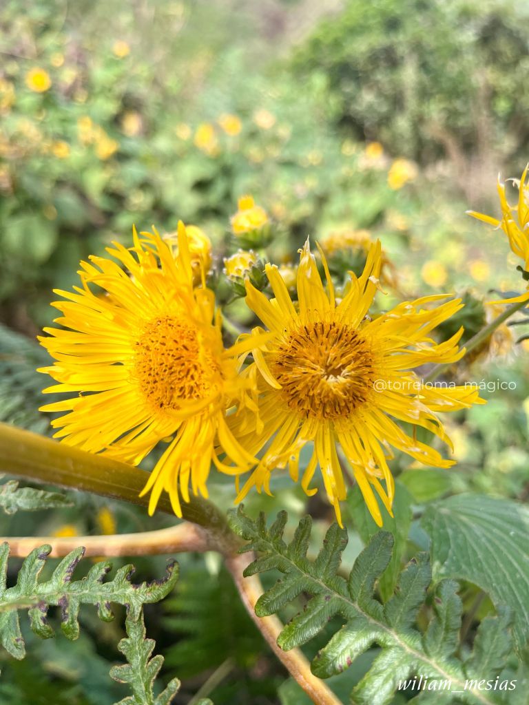 Primer plano de flores amarillas de tipo asterácea o chilca en plena floración sobre fondo verde difuminado en Torreloma