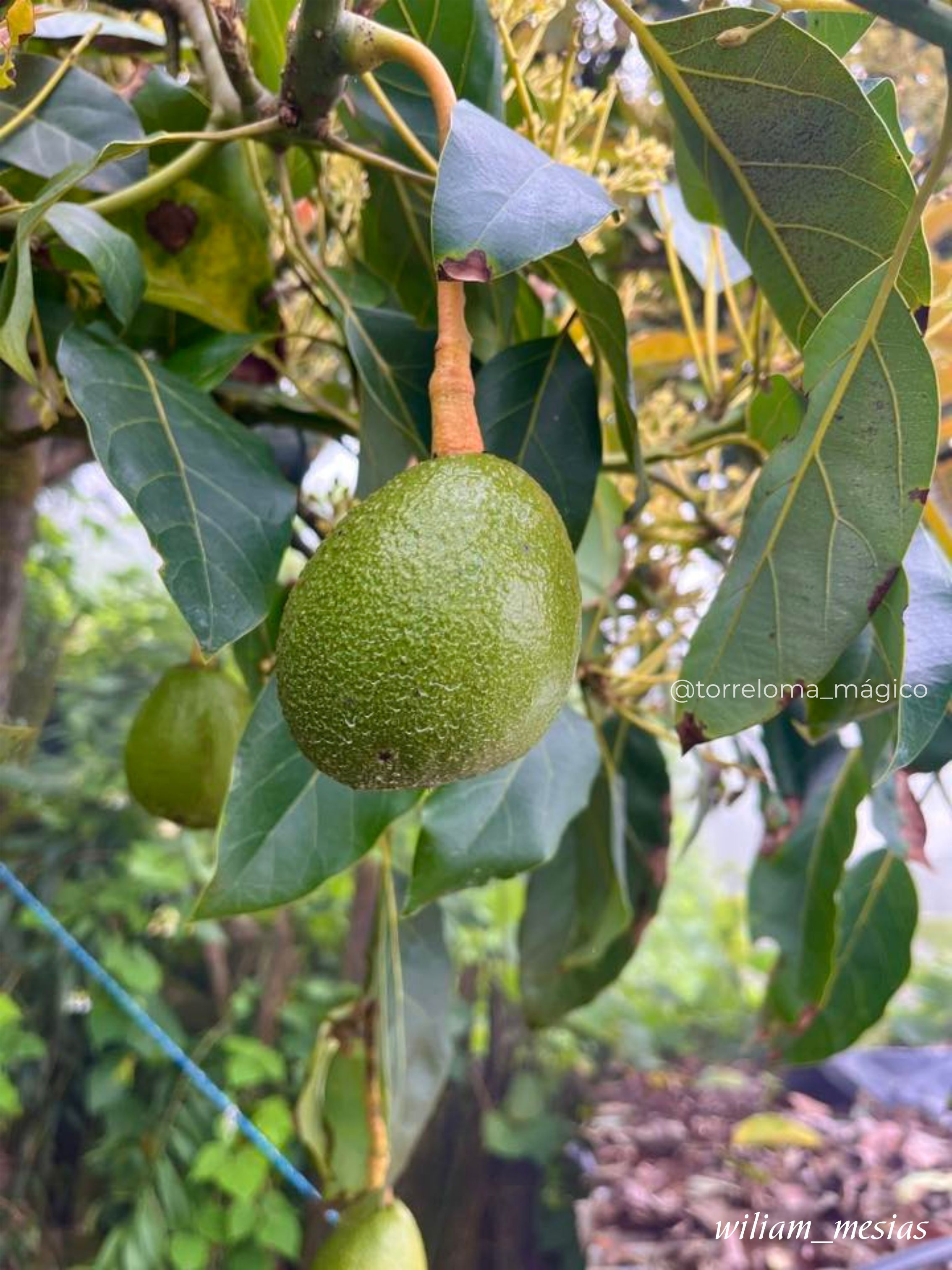 Aguacate verde creciendo en el árbol entre sus hojas en los campos de Torreloma