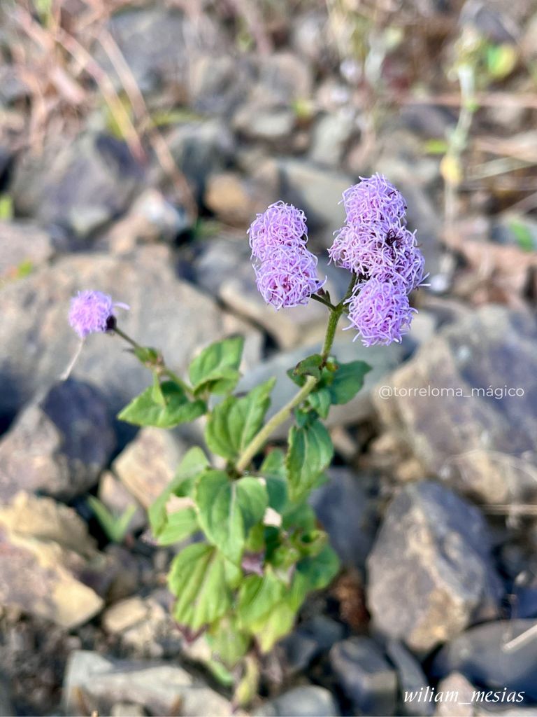 Primer plano de una planta silvestre con pequeñas flores moradas afelpadas creciendo entre rocas en Torreloma.
