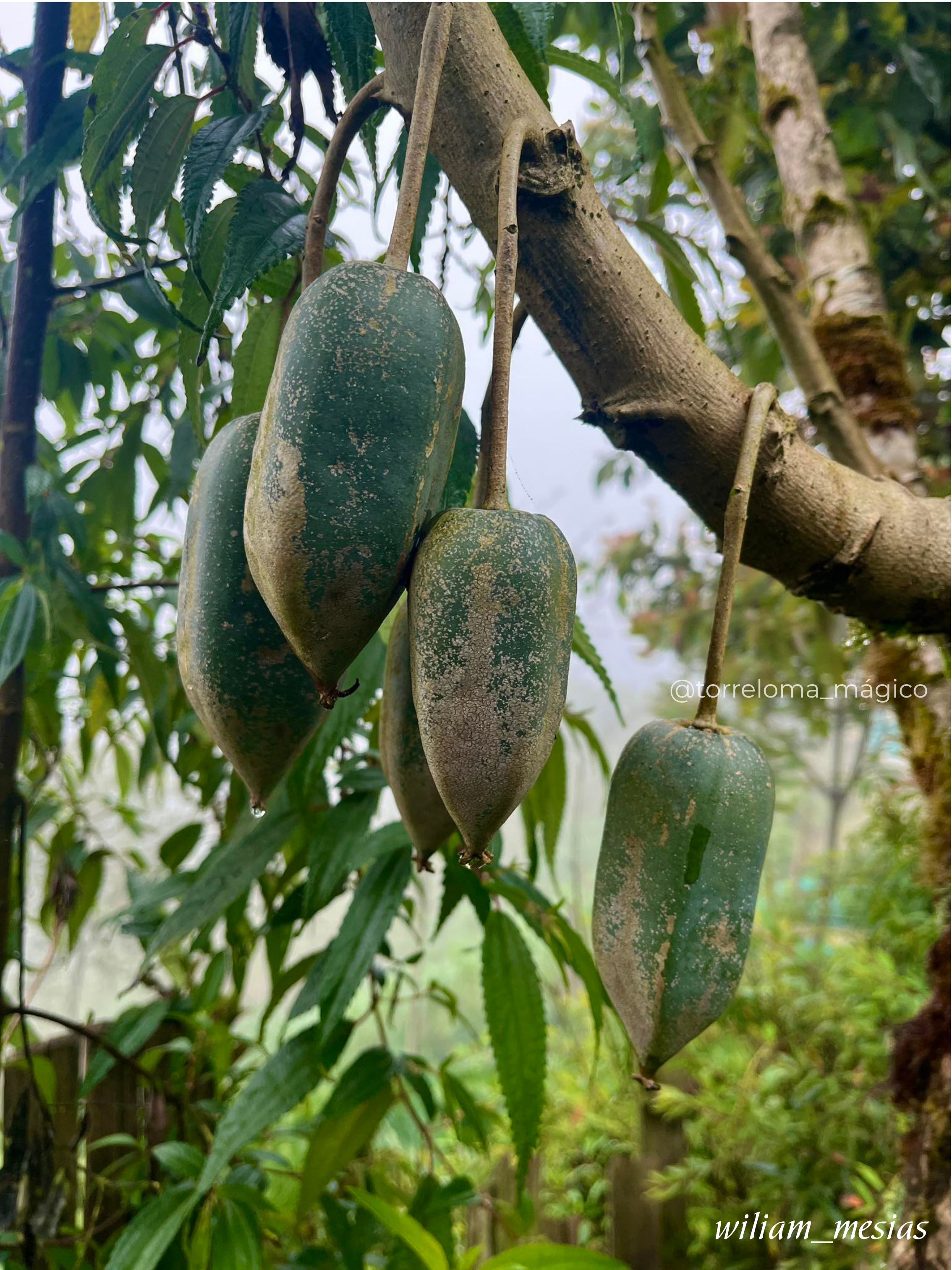 Frutos de chamburo en la planta, fruta tradicional andina en Torreloma