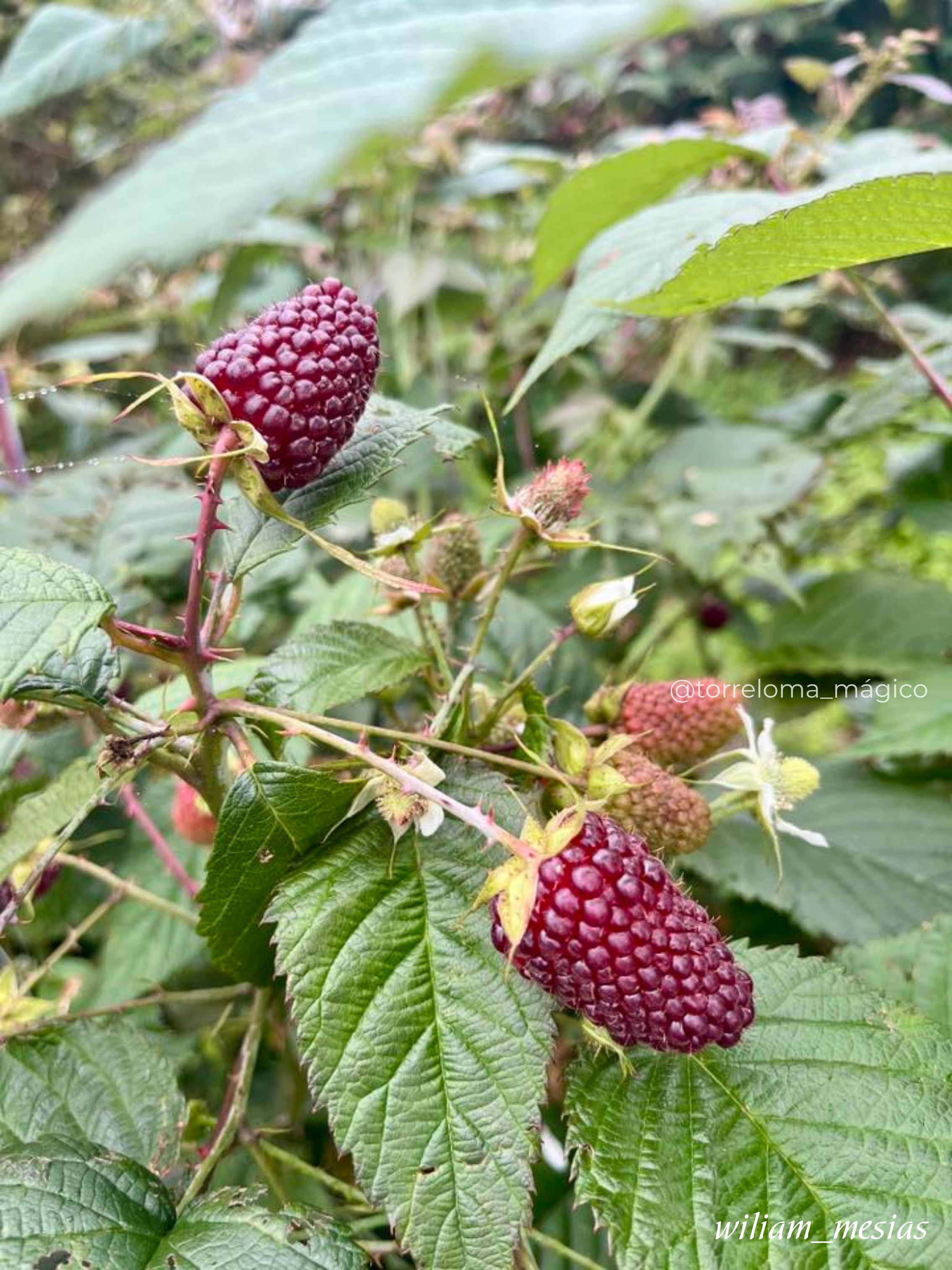 Primer plano de frutos de mora en tono rojo intenso creciendo en la planta entre hojas verdes