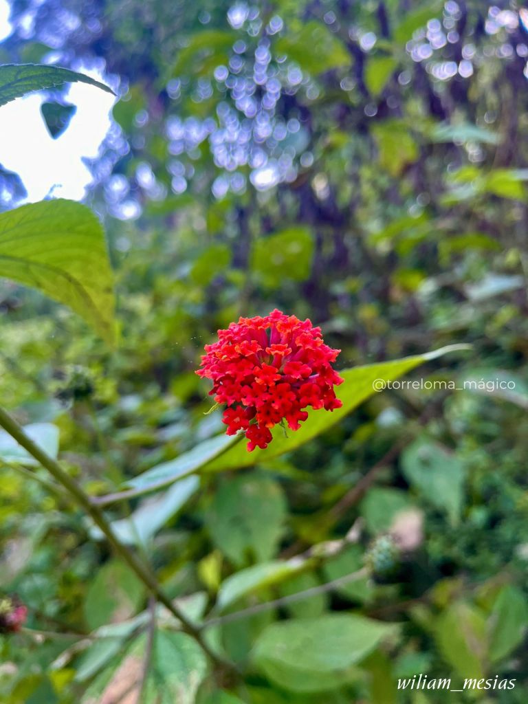 Primer plano de una flor silvestre de color rojo brillante con un racimo de pétalos texturizados en un entorno natural verde.