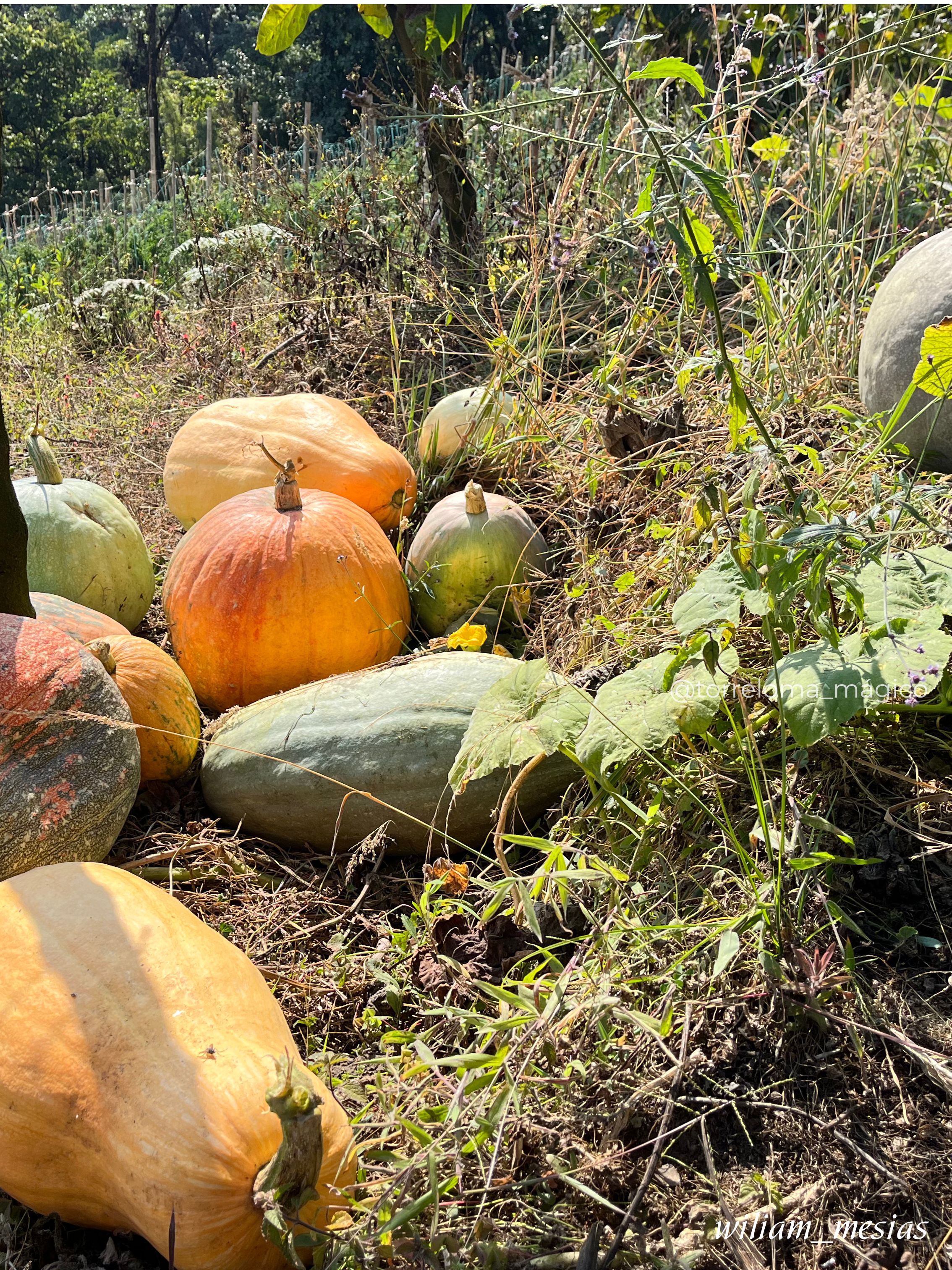 Varios zapallos y calabazas maduras de color naranja y verde cosechadas en un huerto de Torreloma.