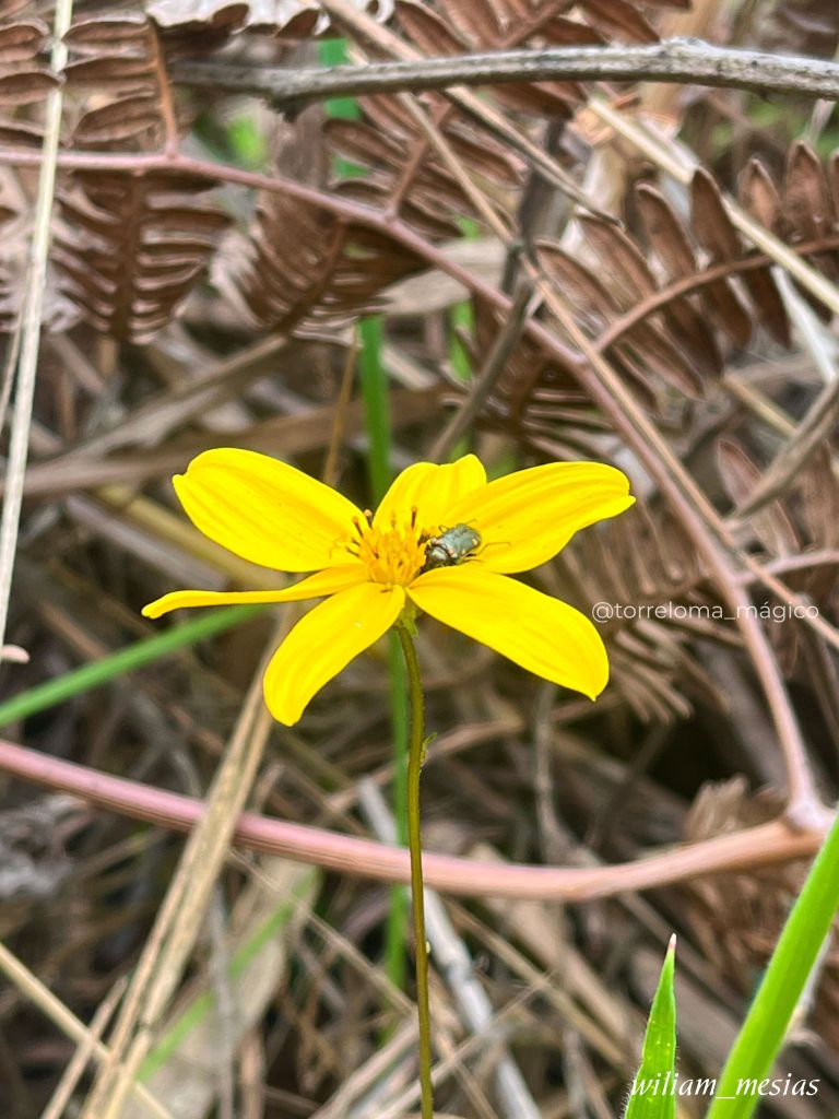 Primer plano de una flor silvestre amarilla con una mariquita negra sobre sus pétalos en Torreloma.