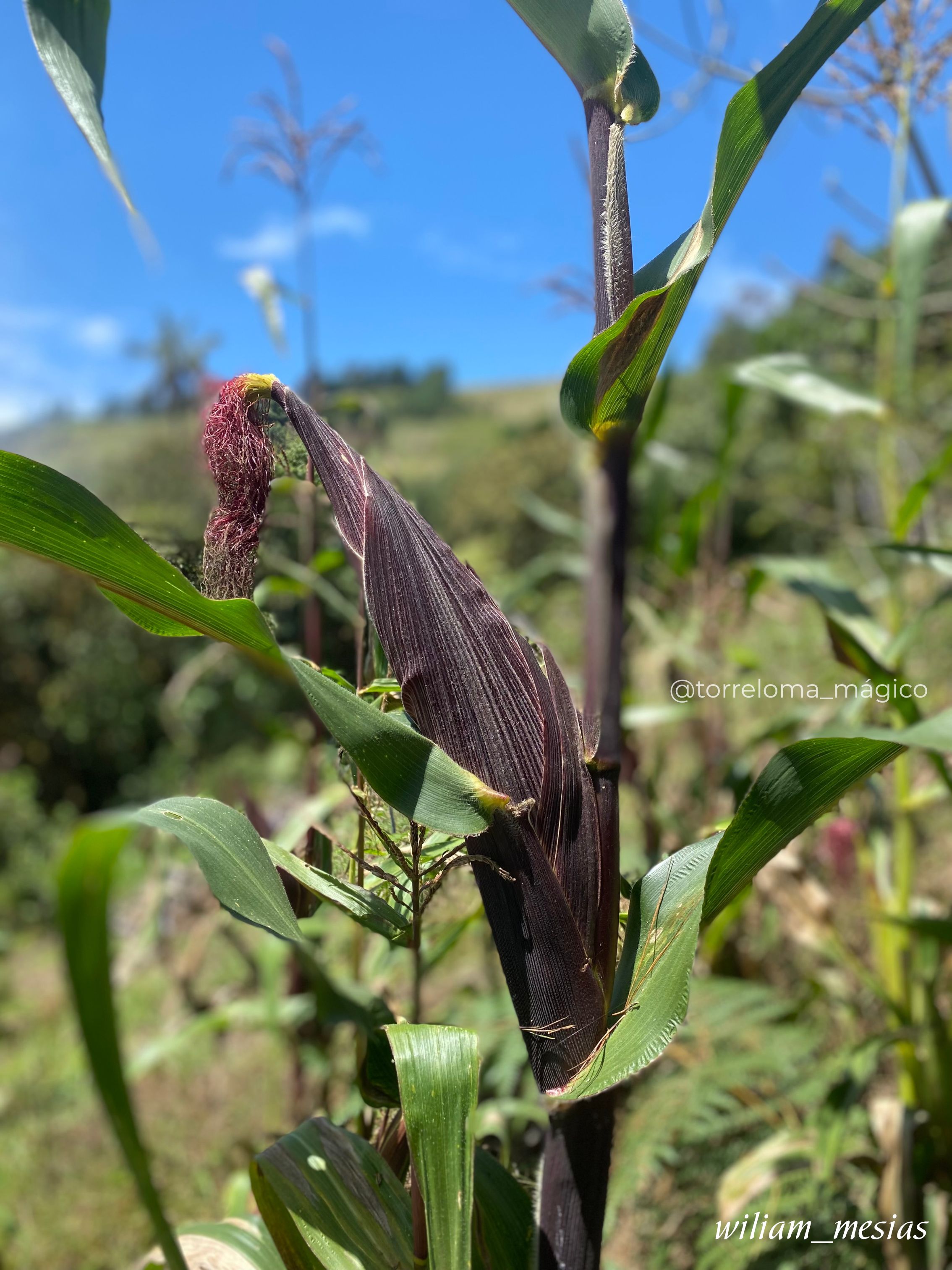 Primer plano de una mazorca de maíz morado en crecimiento en una planta, con hojas verdes y un tallo oscuro, bajo un cielo azul brillante.