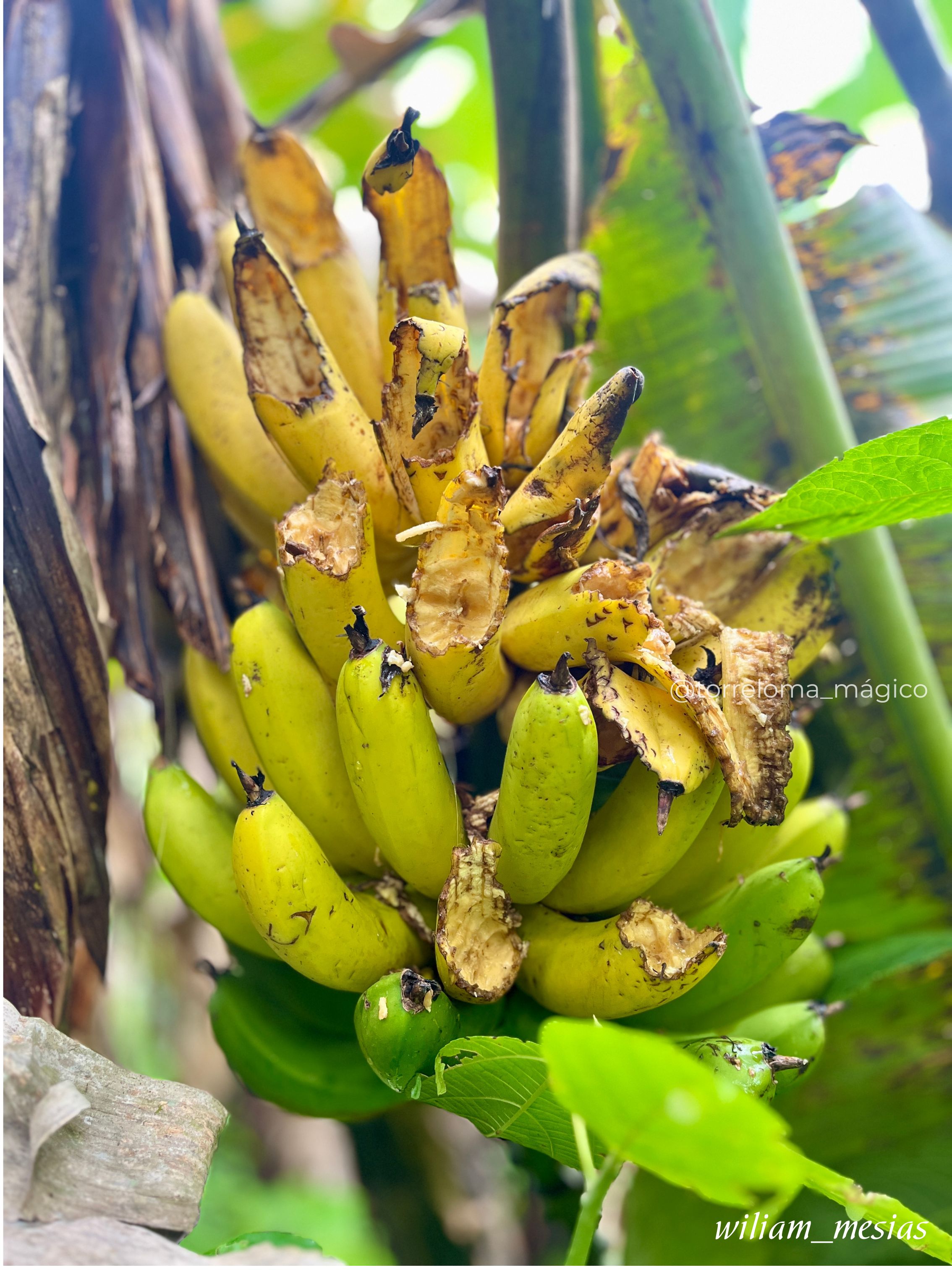 Racimo de plátanos maduros en la planta con frutos verdes y amarillos en la parte baja de Torreloma