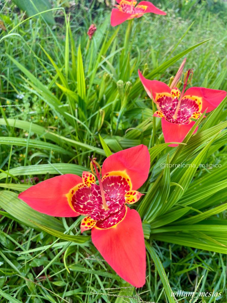 Primer plano de flores silvestres rojas tigridia con centro manchado de amarillo y rojo entre follaje verde en Torreloma
