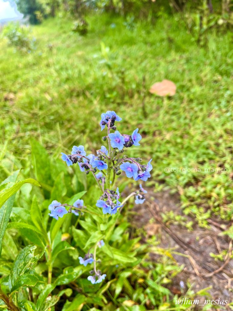 Primer plano de pequeñas flores azules silvestre de nomeolvides en el pasto verde de Torreloma