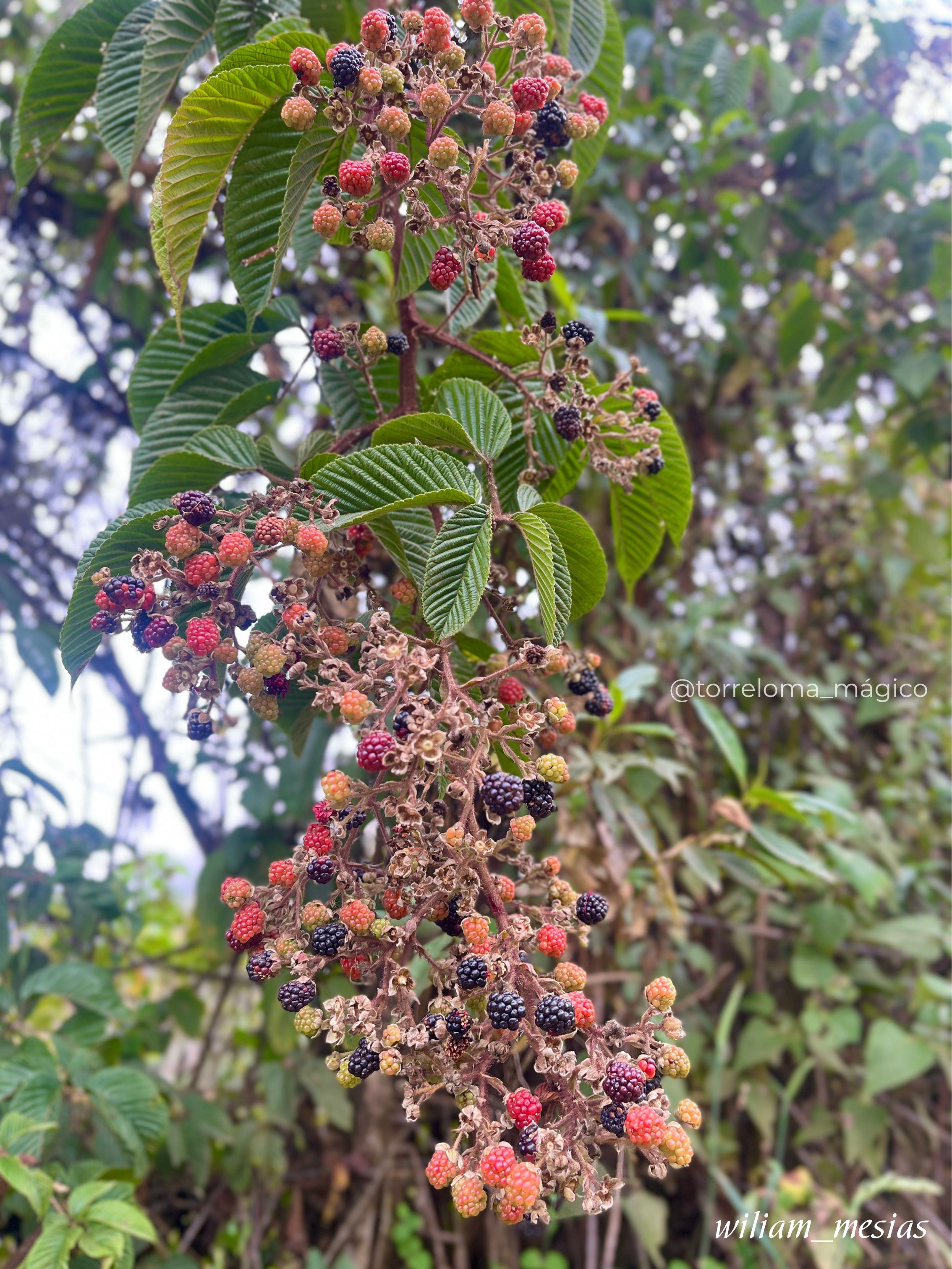 Racimo de moras silvestres en diferentes etapas de maduración en la planta en Torreloma