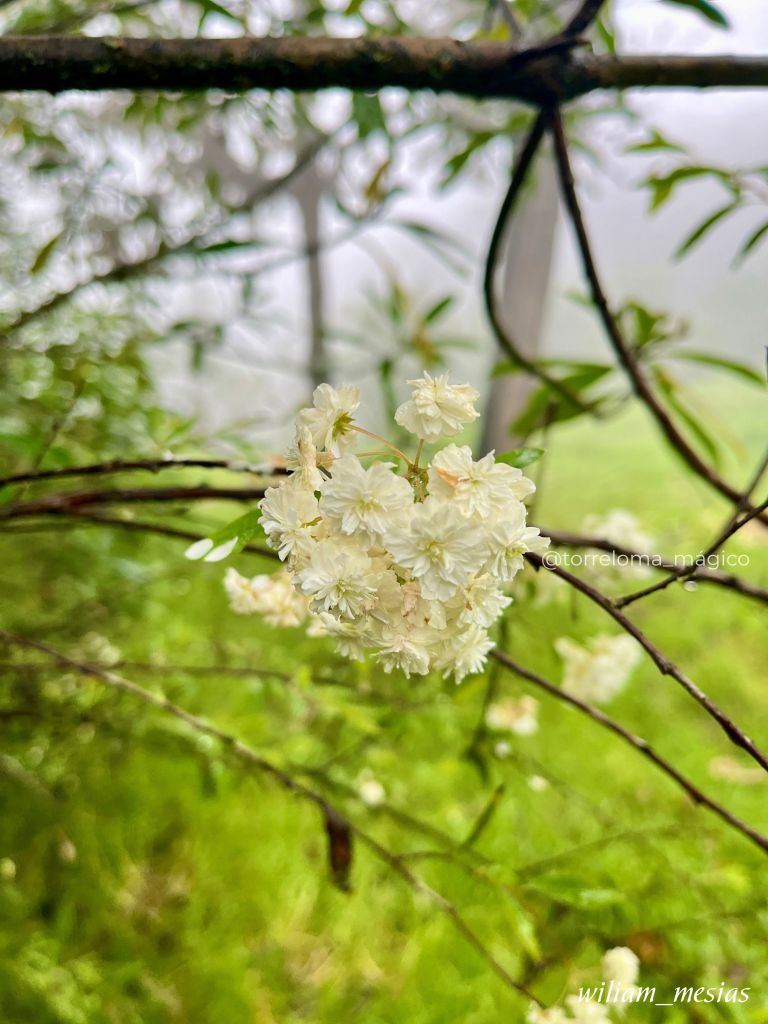 Primer plano de un racimo de pequeñas flores blancas silvestre creciendo en las ramas de un arbusto en Torreloma.