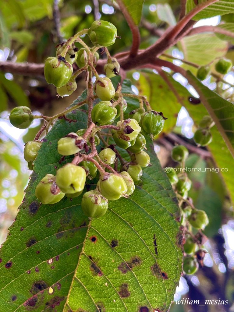 Primer plano de racimo de fruto verde de carrón, nativa de los andes.