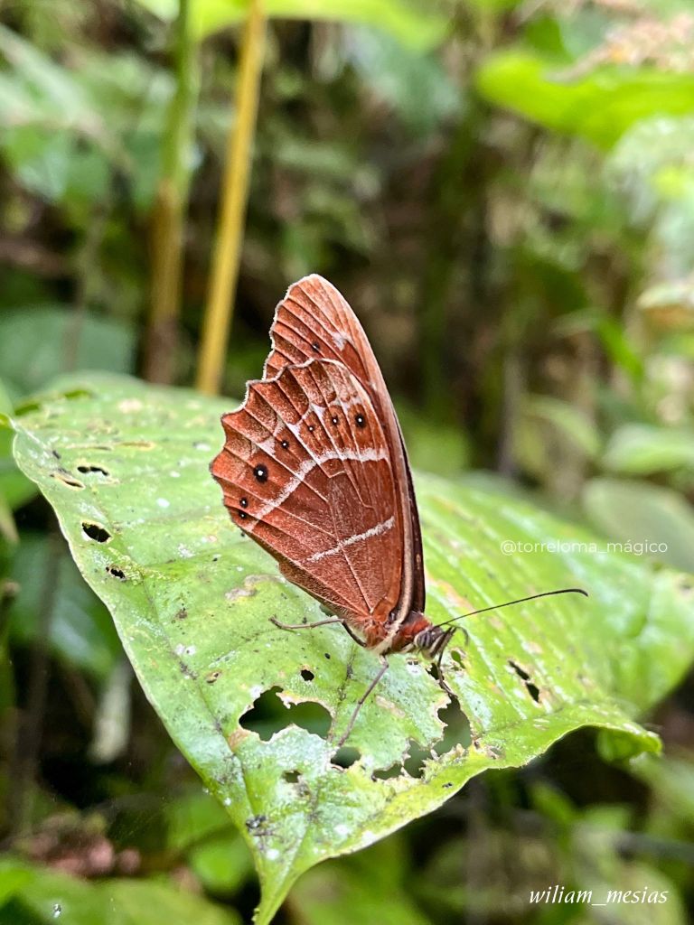 Mariposa de color marrón con detalles en sus alas posada sobre una hoja en Torreloma.