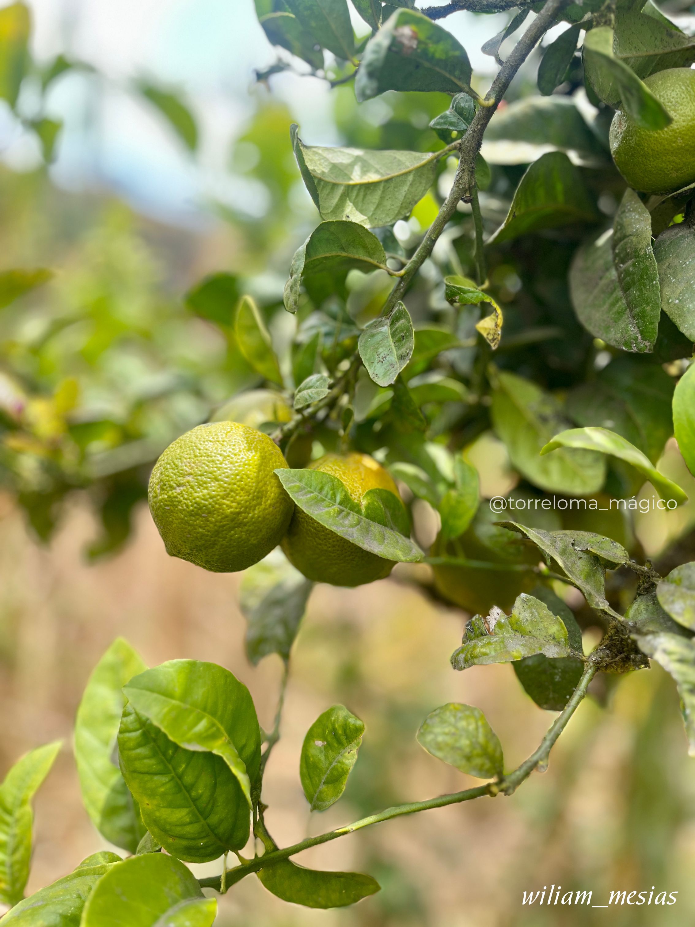 Frutos de limón mandarina verde creciendo en las ramas de un árbol en Torreloma