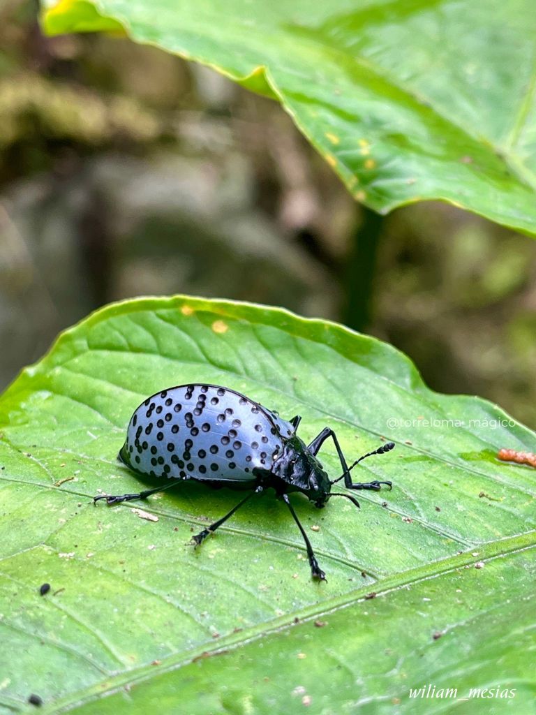 Escarabajo de color azul brillante con puntos negros sobre una hoja verde en Torreloma.