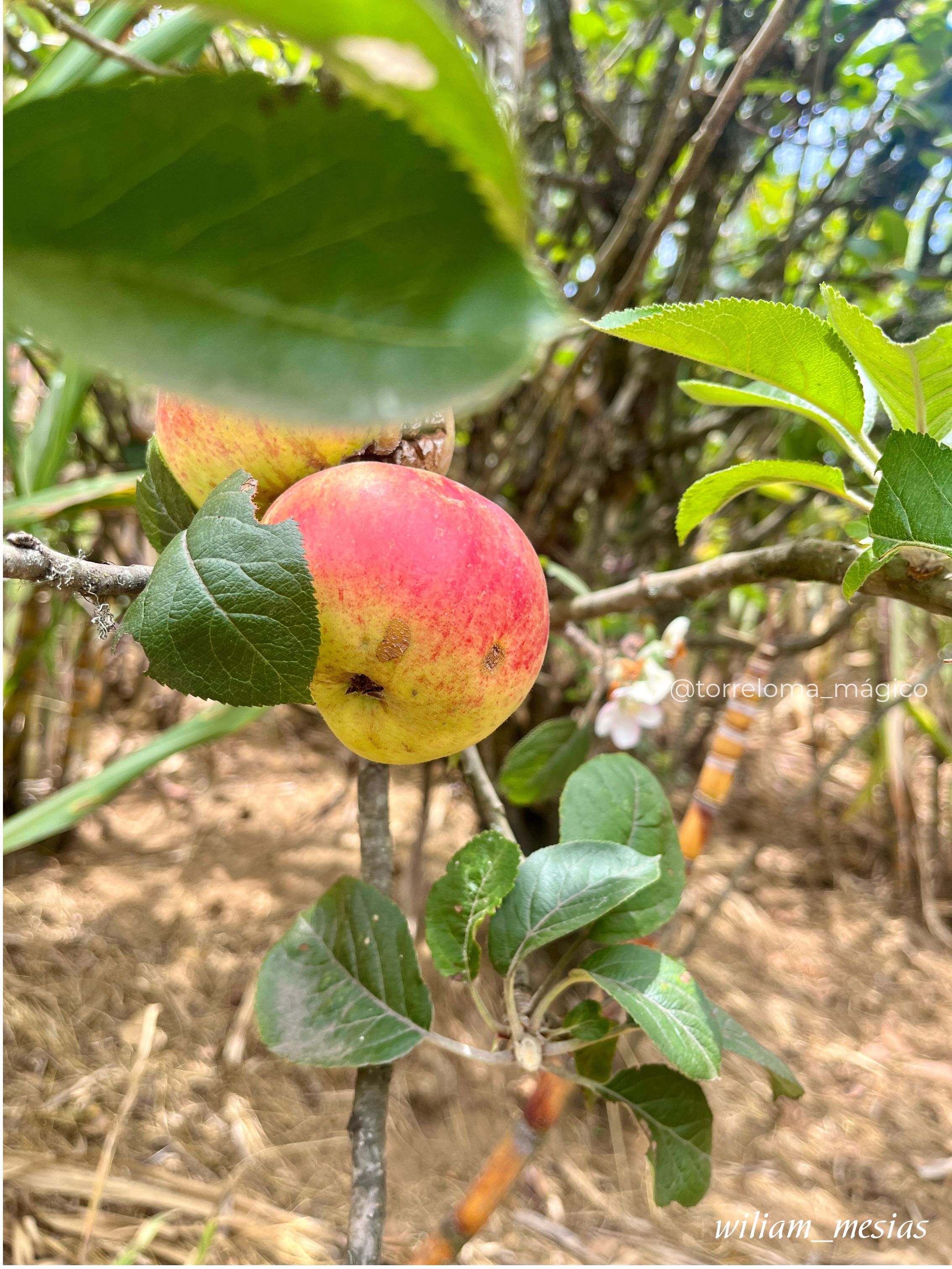 Manzanas agrias en el árbol, variedad ácida cultivada en Torreloma