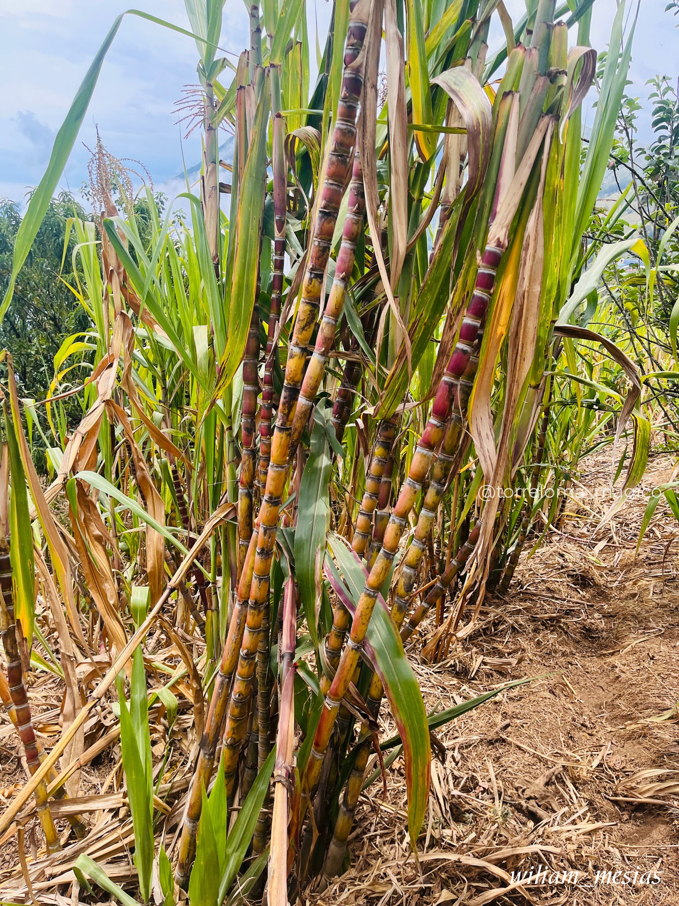 Cultivo de caña de azúcar en los campos de Torreloma
