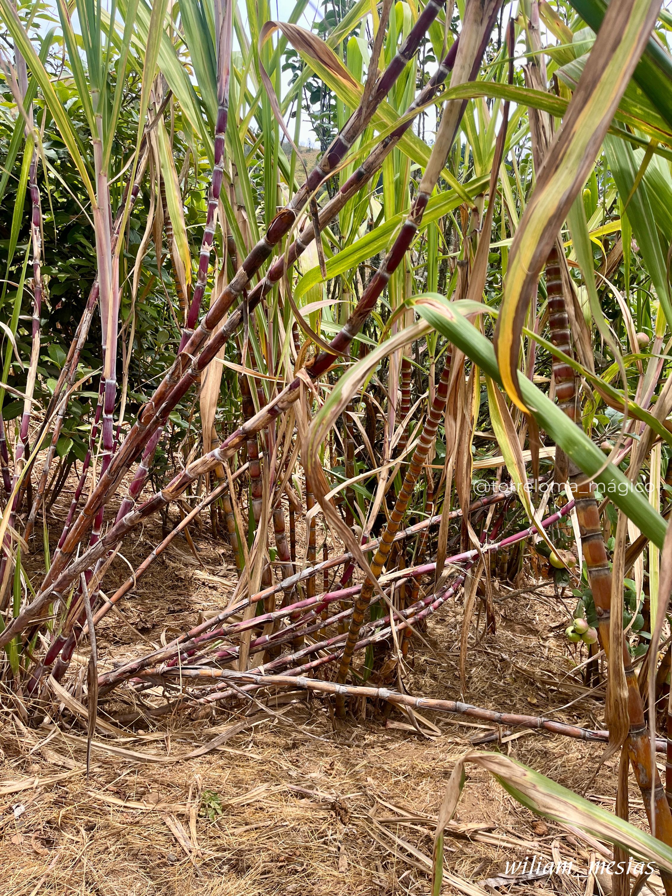 Cultivo de caña de azúcar en los campos de Torreloma