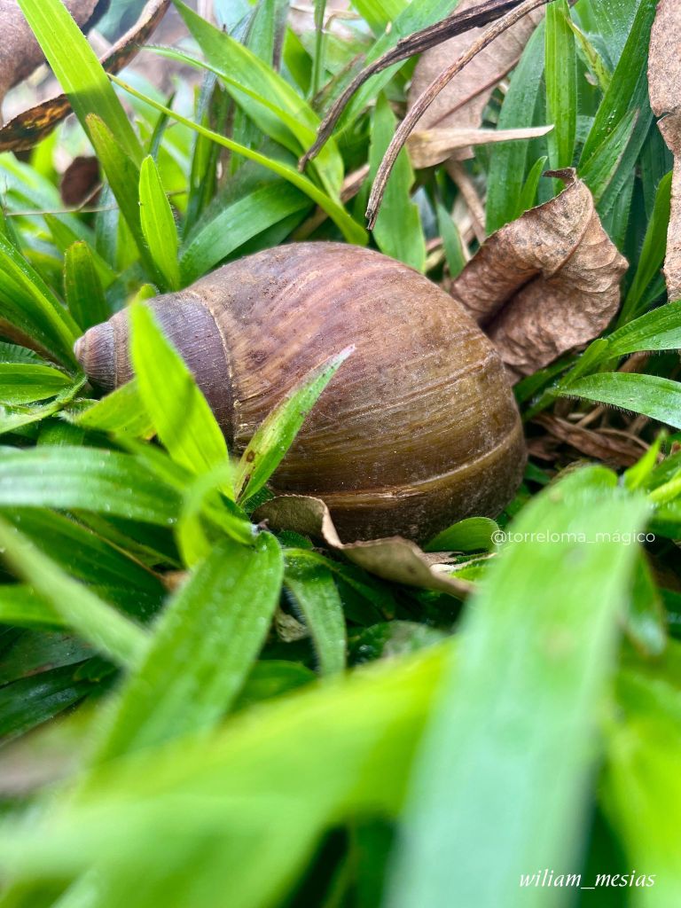 Caracol terrestre sobre hierba verde y hojas secas en un entorno natural.