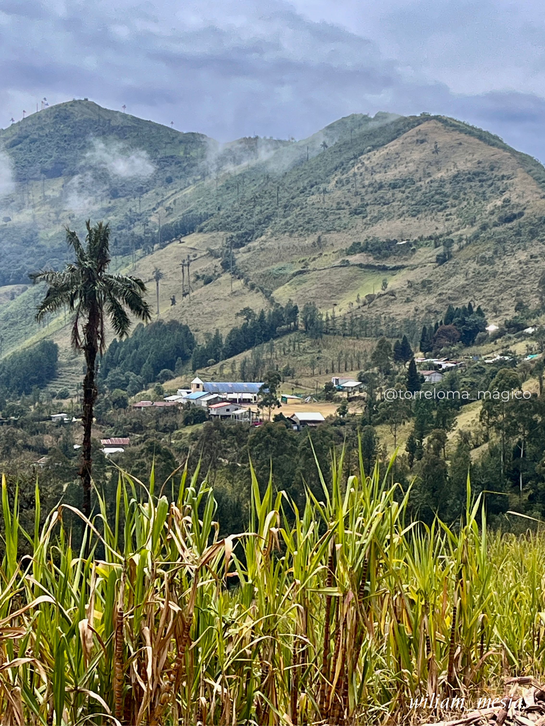 Cultivo de caña de azúcar, con el paisaje de Torreloma.