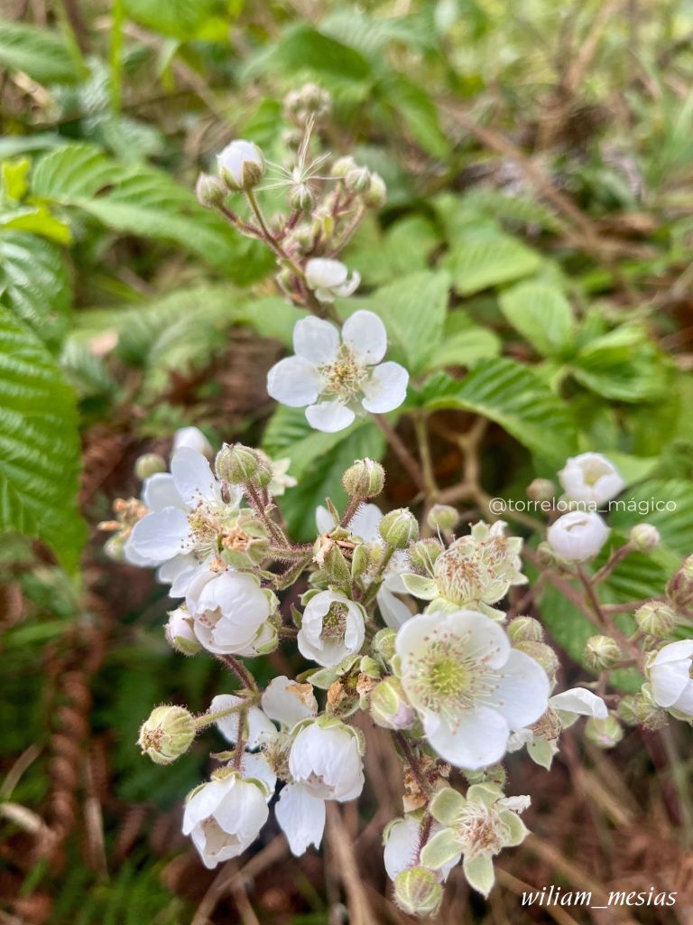 Primer plano de flores blancas de mora silvestre con capullos entre hojas verdes en Torreloma