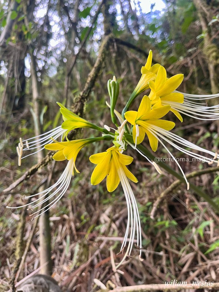 Primer plano de un racimo de flores silvestres amarillas brillantes con largos estambres blancos en un bosque denso en Torreloma.
